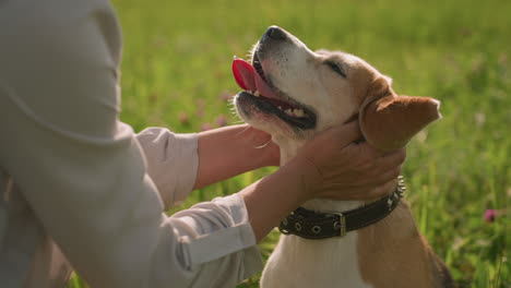 el amante de las mascotas frotando juguetón la cabeza del perro mientras el perro disfruta con la boca abierta en el campo cubierto de hierba en un día soleado, mostrando el vínculo afectuoso entre el dueño y la mascota en un entorno verde natural