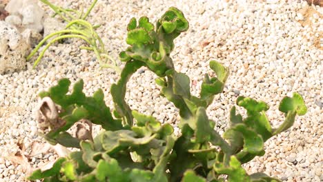cactus gezien op de drijvende markt van bangkok