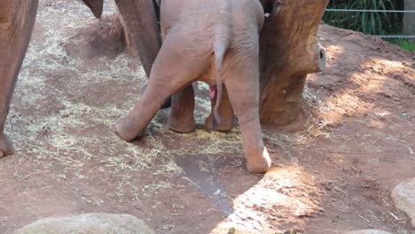 bebé elefante interactuando con el entorno en el zoológico