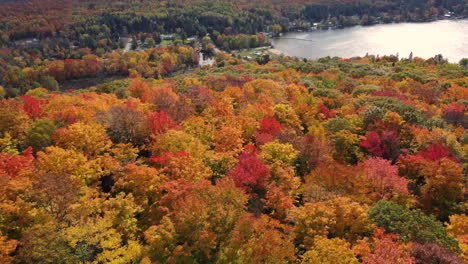 Aerial-flyover-forest-in-autumn,-yellow-orange-trees-in-autumn-colors