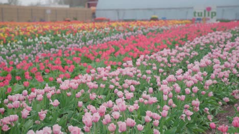 Tulipanes-Rosados-Y-Rojos-En-Un-Campo-De-Tulipanes,-Establecidor