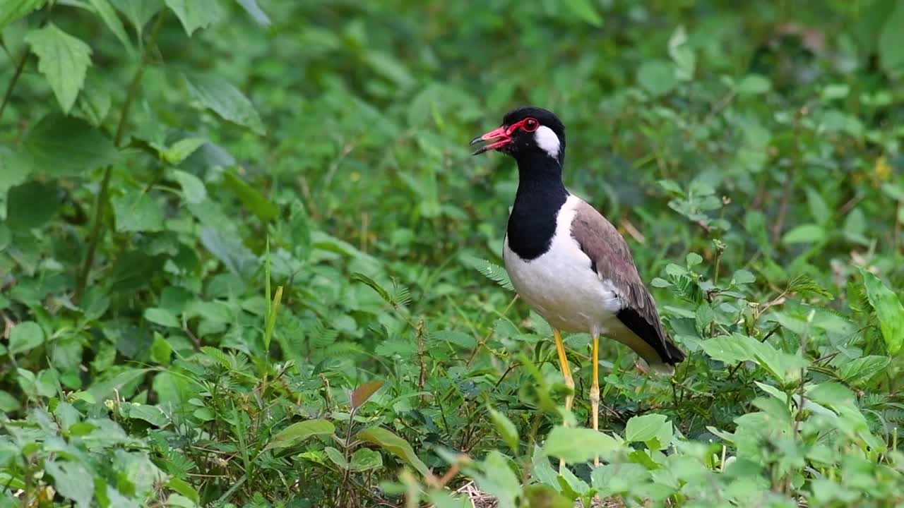 el avefría de barbas rojas es una de las aves más comunes de tailandia