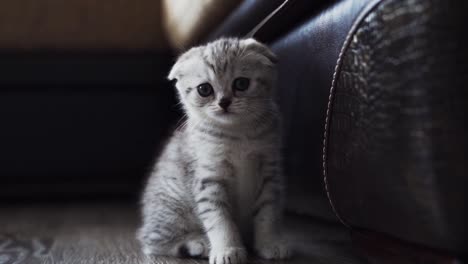 close-up of a little white-striped scottish fold kitten sitting on the floor