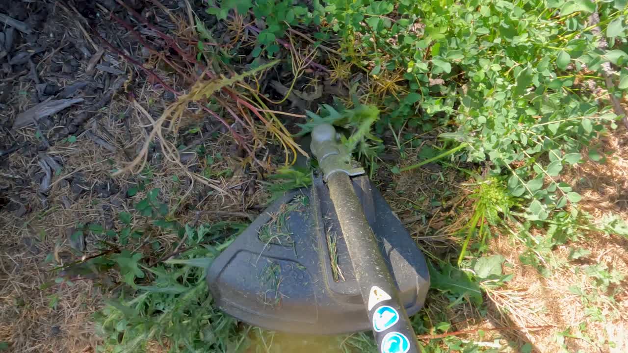 weed whacker derribando grandes plantas invasoras en