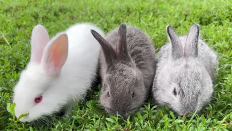 a group of white fluffy rabbits sit in the sunlight and eat green grass. beautiful banny. rabbits behind