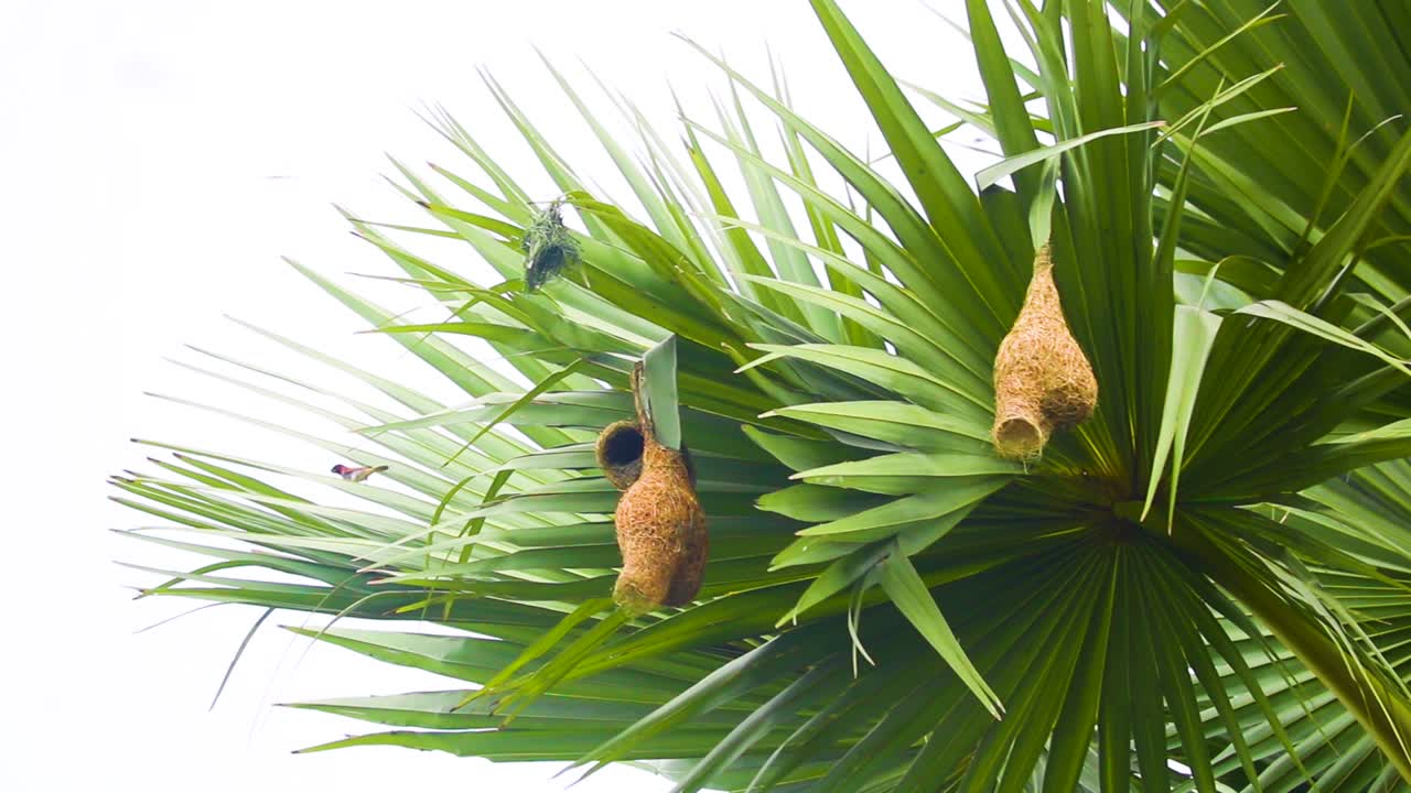 nidos de pájaros tejedores colgando de las hojas de palma de palmira balanceándose suavemente en una brisa de la tarde