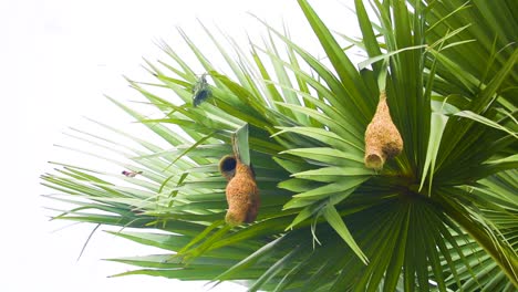Weaver bird nests hanging from palmyra palm leaves gently rocking in a late afternoon breeze