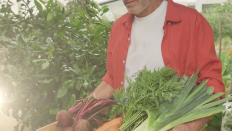 Animation-of-glowing-lights-over-caucasian-man-carrying-crate-of-fresh-vegetables-in-garden