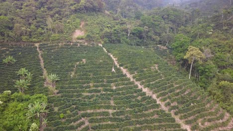 coffee plantation in the bolivian mountain jungle