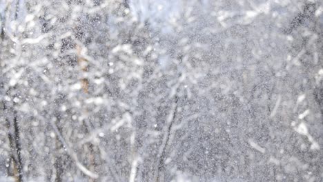 snow falling in a winter forest