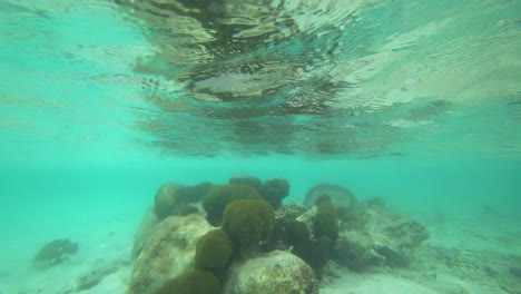 Pedazo-De-Arrecife-De-Coral-Visto-En-Quinata-Roo-Mexico