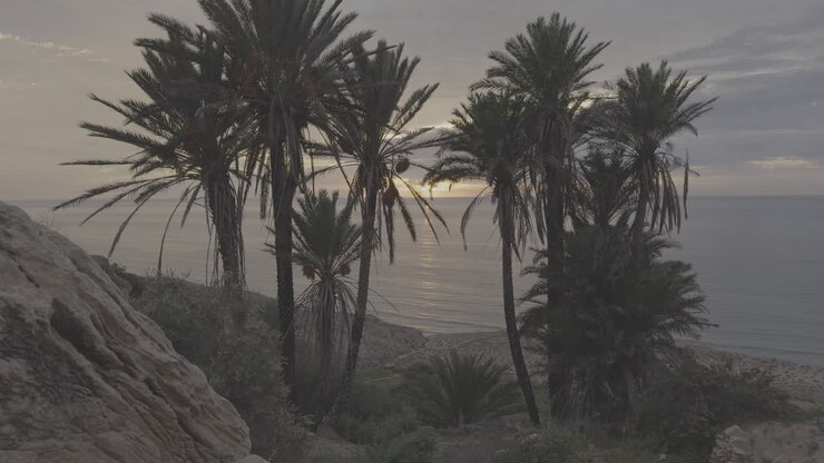Sunrise or Sunset over Palm Trees and Ocean