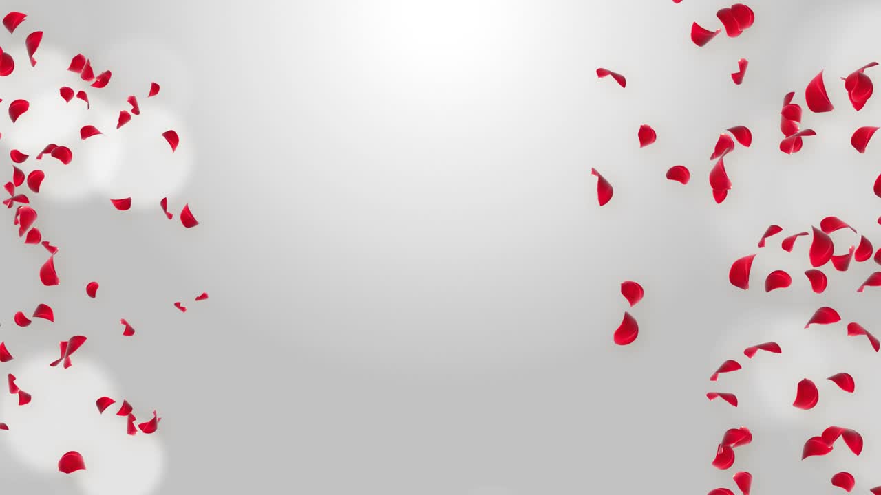 el vuelo romántico rojo rosa sakura pétalos de flores telón de fondo animación de bucle pantalla verde.