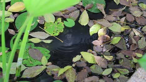 time-lapse of plants growing in a pond