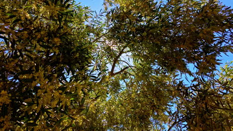 sunlight filtering through vibrant tree blossoms