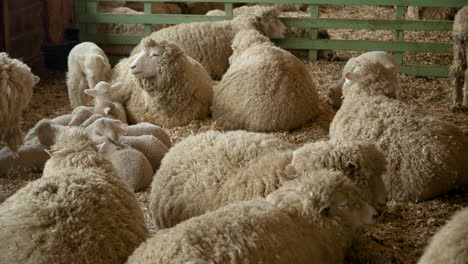 lambs and sheep in barn