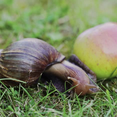 big brown snail crawls. giant snail achatina is the largest land mollusk on earth.