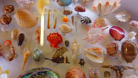 varias conchas marinas de colores en exhibición