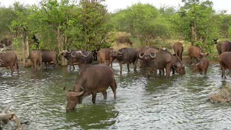 a smooth steady push-in shot of a migrating heard of cape buffalo taking a drink from the river they are crossing