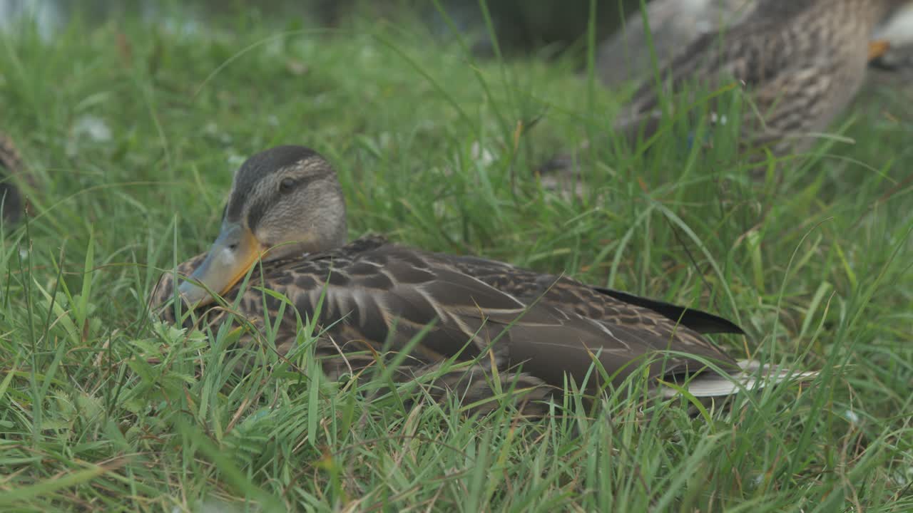 Group of wild mallard ducks preening their feathers while sitting in grass by river shoreline