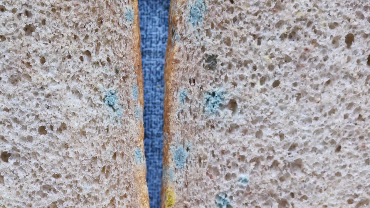 rebanadas de pan con moho