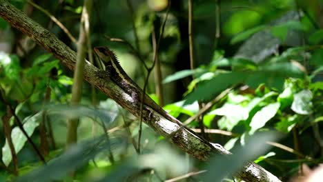 visto profundamente en el follaje que descansa sobre una rama y luego mueve la cabeza hacia arriba y hacia abajo, jardín forestal lagarto calotes emma, parque nacional kaeng krachan, tailandia