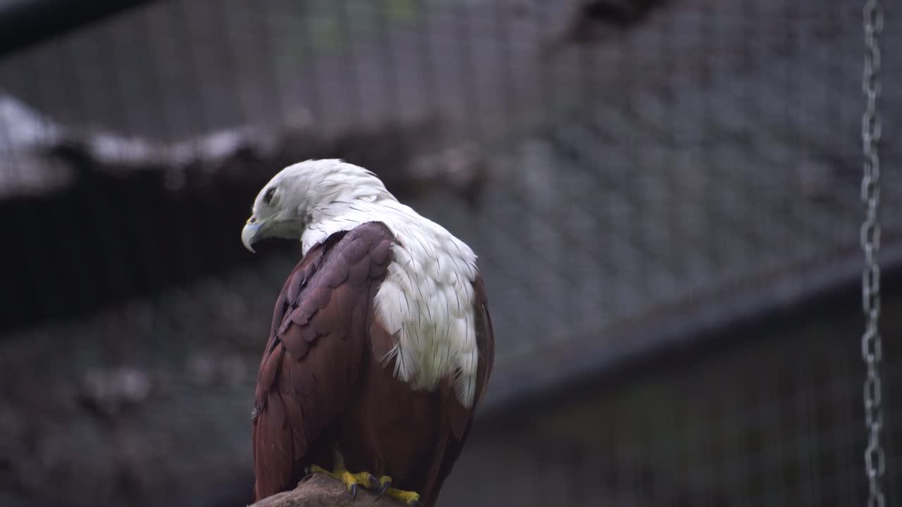 The Javan kite (Haliastur indus) is a species of bird of prey in the family Accipitridae.