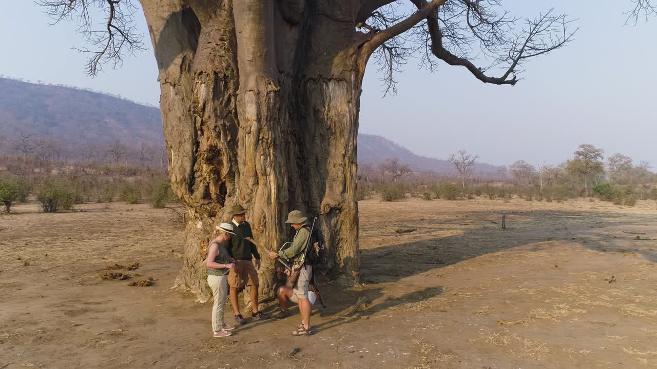 vista aérea de 4k de turistas en una caminata guiada por el bosque, mirando la corteza de un gran árbol de baobab, el parque nacional de gonarezhou, zimbabue