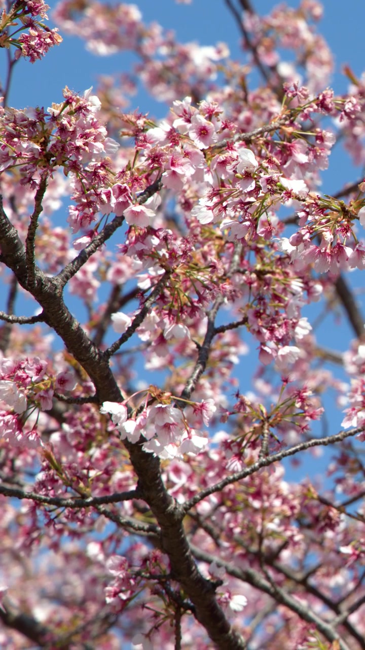 Primo piano di fiori di sakura rosa che ondeggiano delicatamente sui rami sotto la luce solare intensa a Tokyo, Giappone.