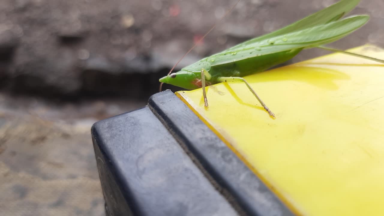 Long-headed Toothpick Grasshopper