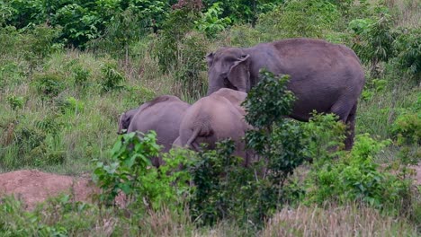 The-Asiatic-Elephants-are-endangered-species-and-they-are-also-residents-of-Thailand