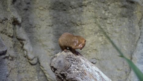 dwarf mongoose grooming on tree root in the wild