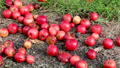 fallen crab apples lying on the pavement after heavy winds accompanied by rain blew them from the tree