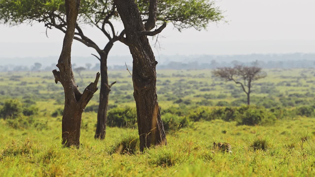 천천히  ⁇ 고 있는 표범 이 나무 를 향해 긴 풀 을  ⁇ 고 걸어가고 있다. 마사이 마라 아프리카 사파리 동물 야생 동물 아름다운 마사이 마라 국립 보호 구역 풍경 케냐 아프리카