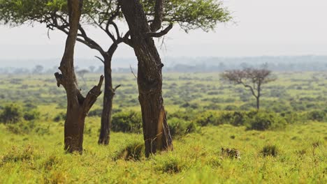 movimiento lento del leopardo caminando merodeando y acechando a través de la hierba larga hacia un árbol, masai mara safari africano animales salvajes con hermoso paisaje de la reserva nacional de maasai mara en kenia áfrica