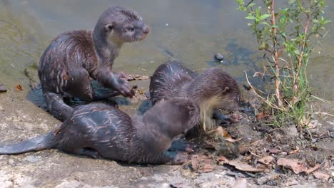 singapore -  three smooth coated otter pups playing beside river bank - slow motion