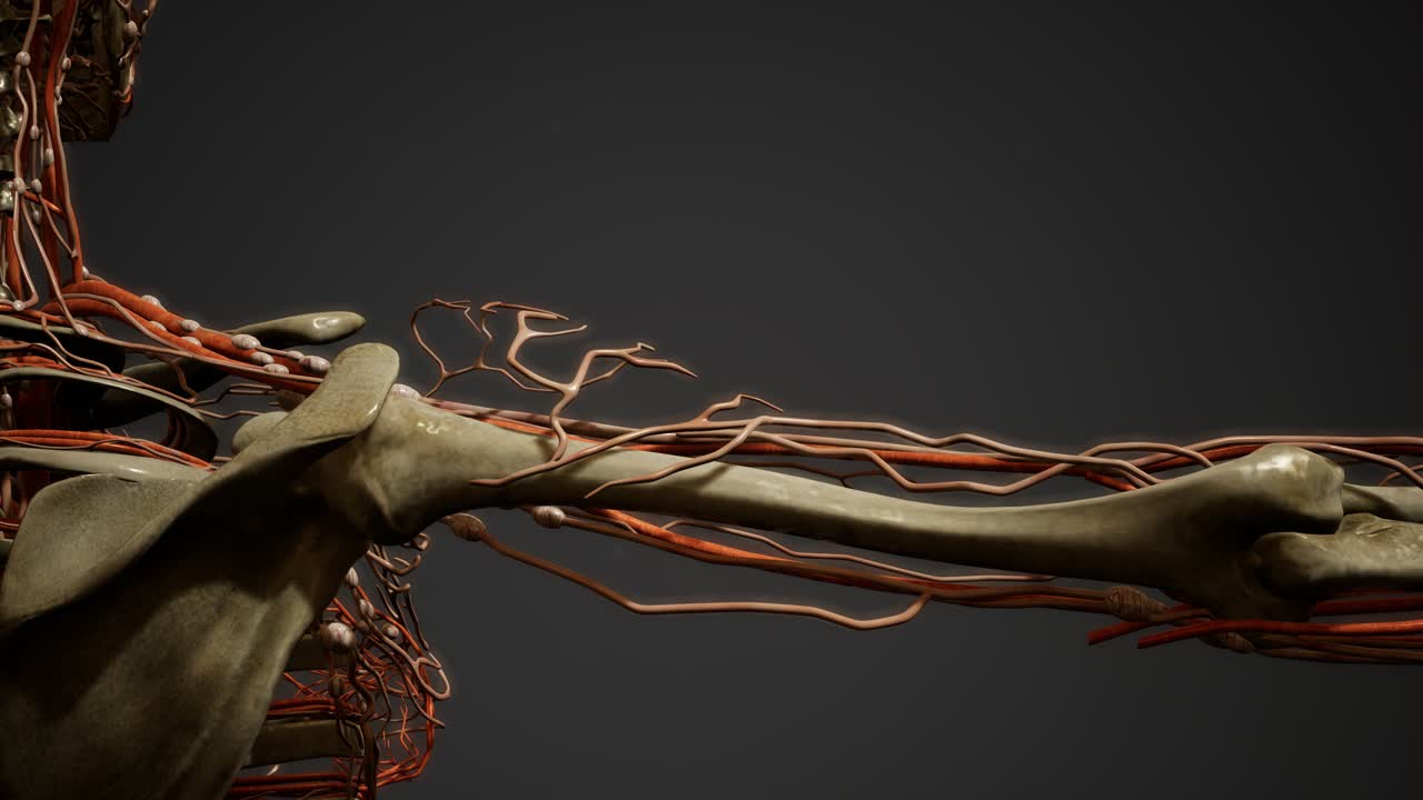 anatomía de los vasos sanguíneos del cuerpo humano