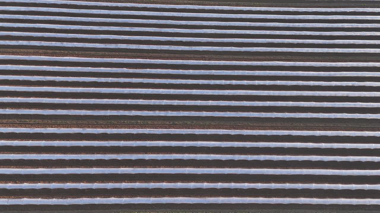 Plastic covered crop rows in Po Valley Cremona province Lombardy region Italy forming parallel agricultural pattern over cultivated field, telephoto lens compression with drone forward motion