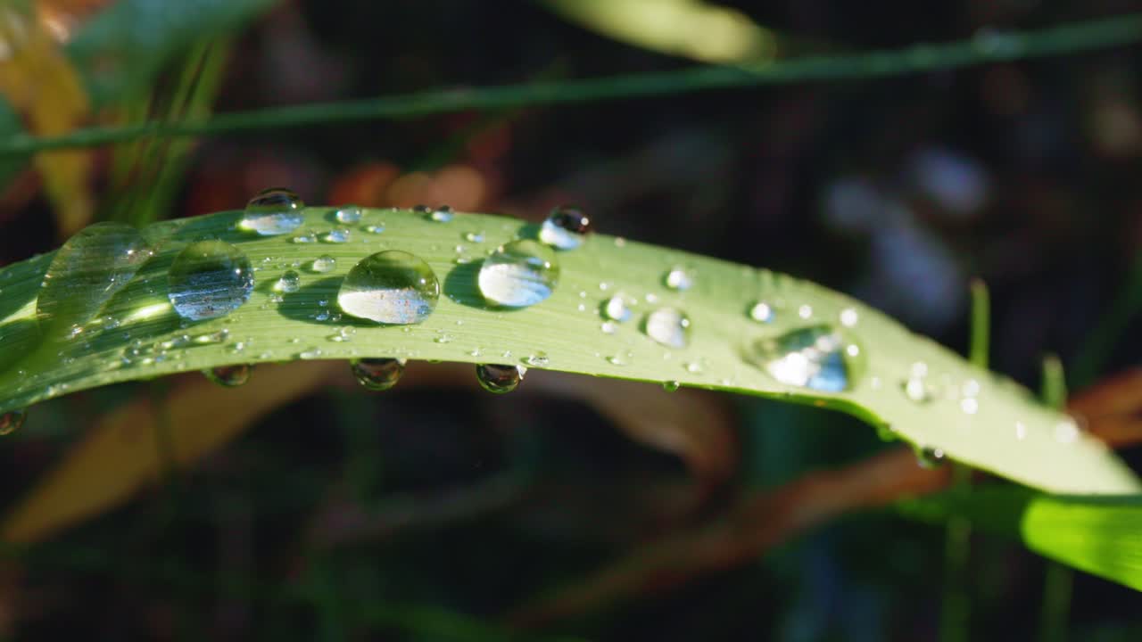 Dew Drops on Grass Leaf