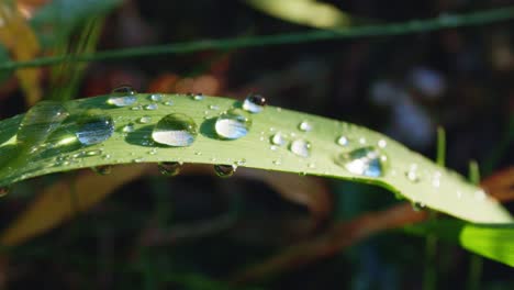 dew drops on grass leaf