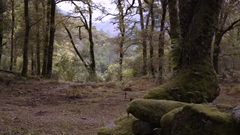 Nach-Links-Gleitender-Zeitlupenbaum-In-Einem-Wald