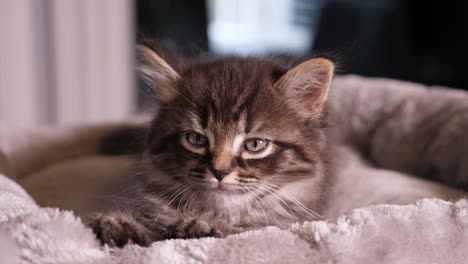 pequeño atigrado gatito gato minúsculo lindo maine coon