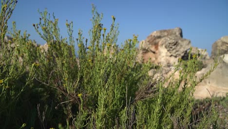 the golden samphire perennial coastal species, growing on a rocky sea cliff in the mediterranean, spain