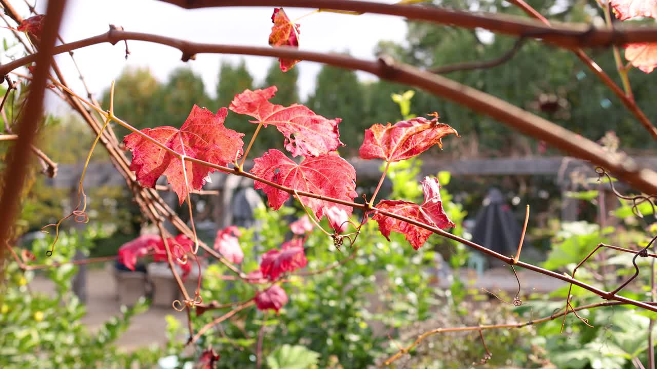 빨간 포도 잎이 바람에 부드럽게 움직입니다.