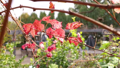 red grape leaves moving gently in the wind