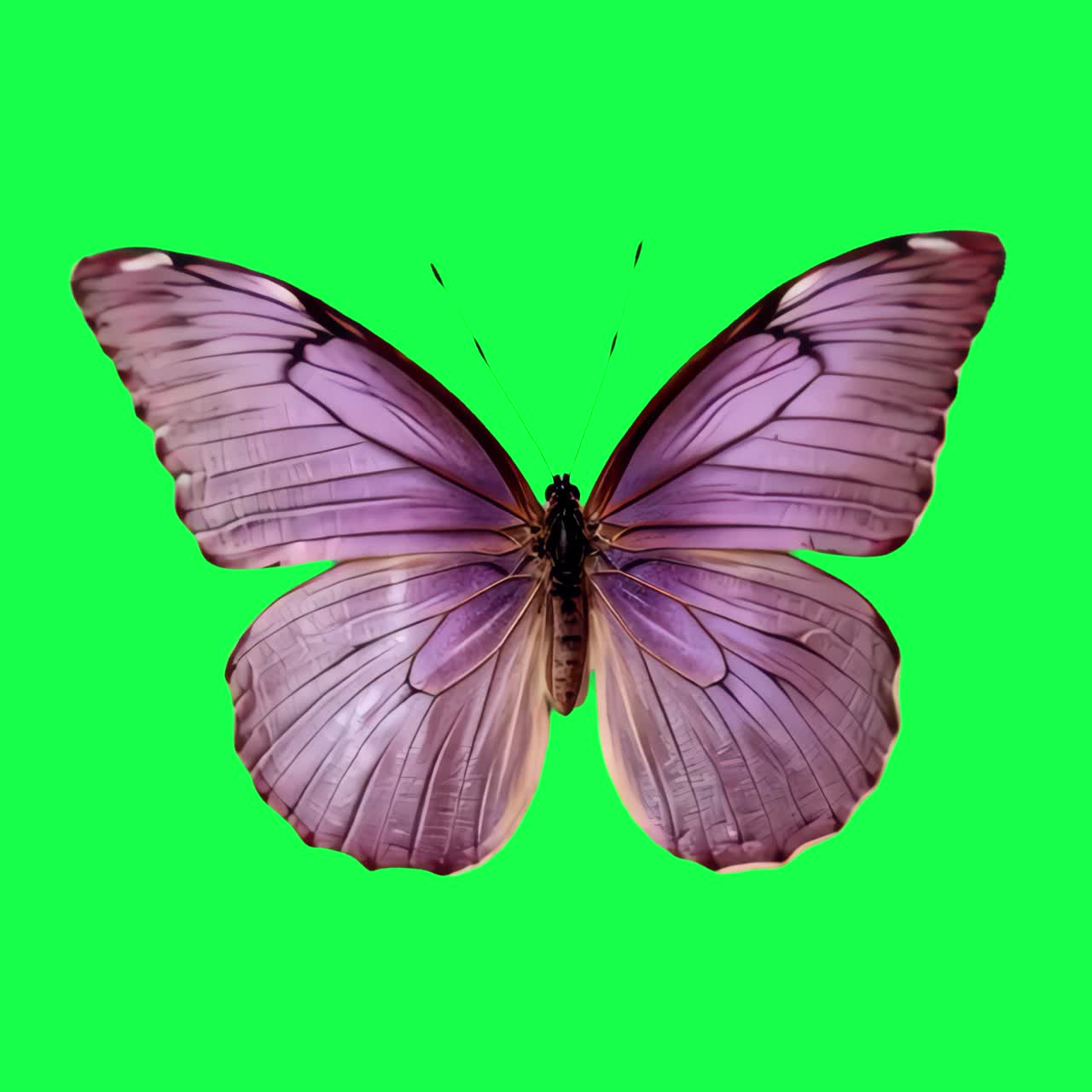 Animazione di farfalla viola, video 4K trasparente, green screen