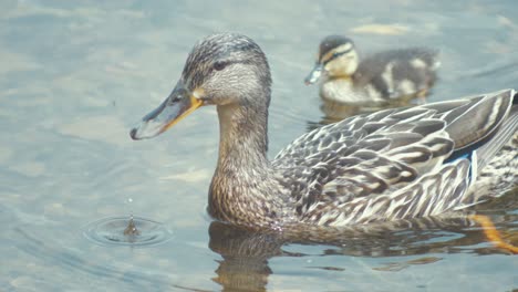 female mallard duck drinks water with her duckling