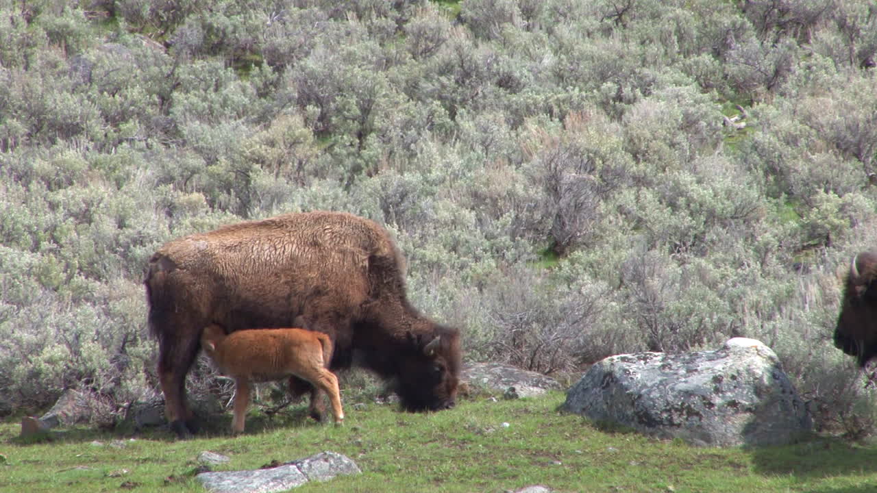 새끼 들소가 어미에게 젖을 먹인다