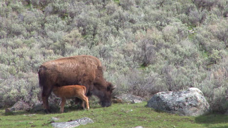 un bisonte bebé amamanta a su madre