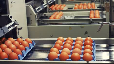 eggs cartons moving on the production line